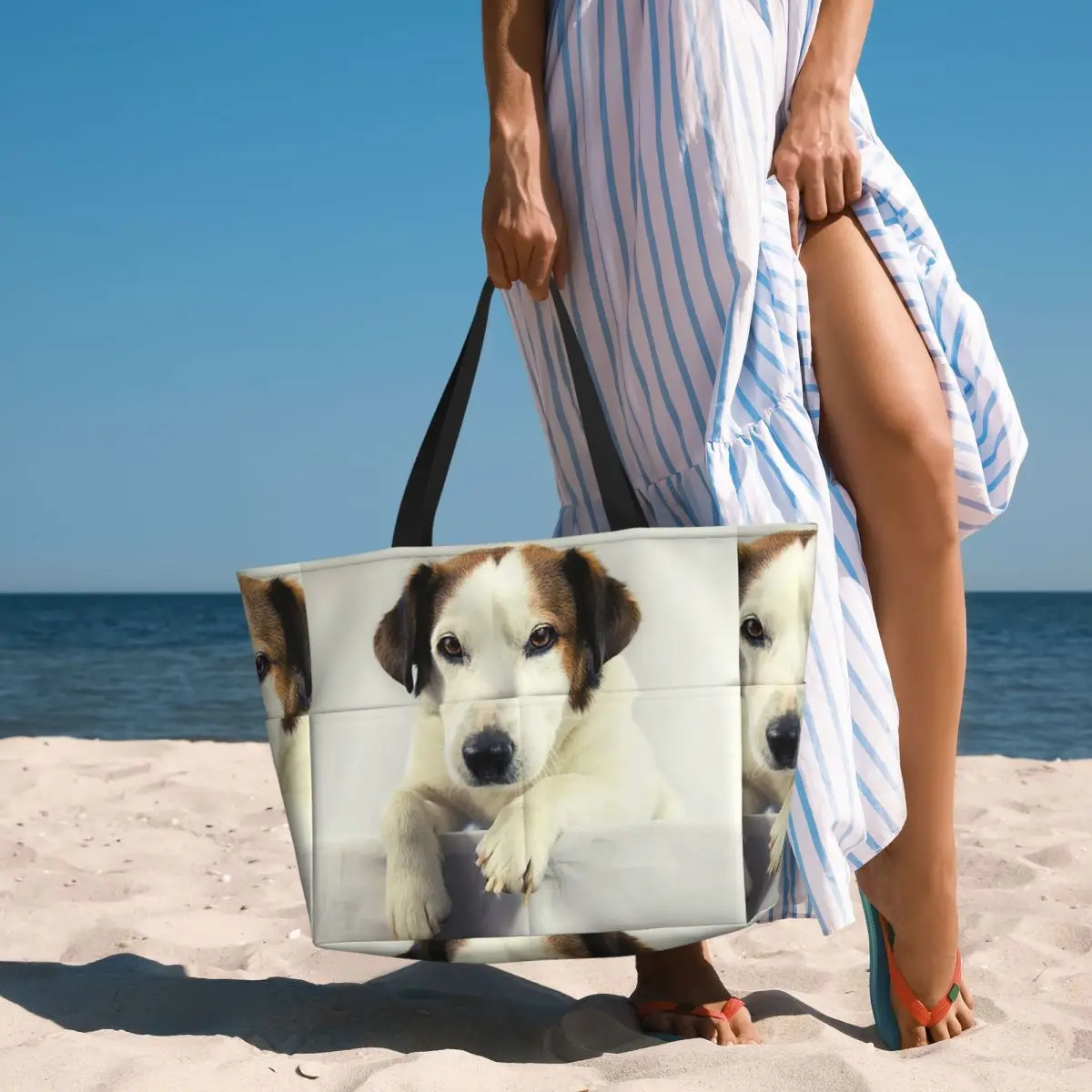 Yoga Fitness Gym Photos - Dog Jack Russell Terrier Photo Beach